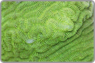 TOP 50 Maze Brain Coral